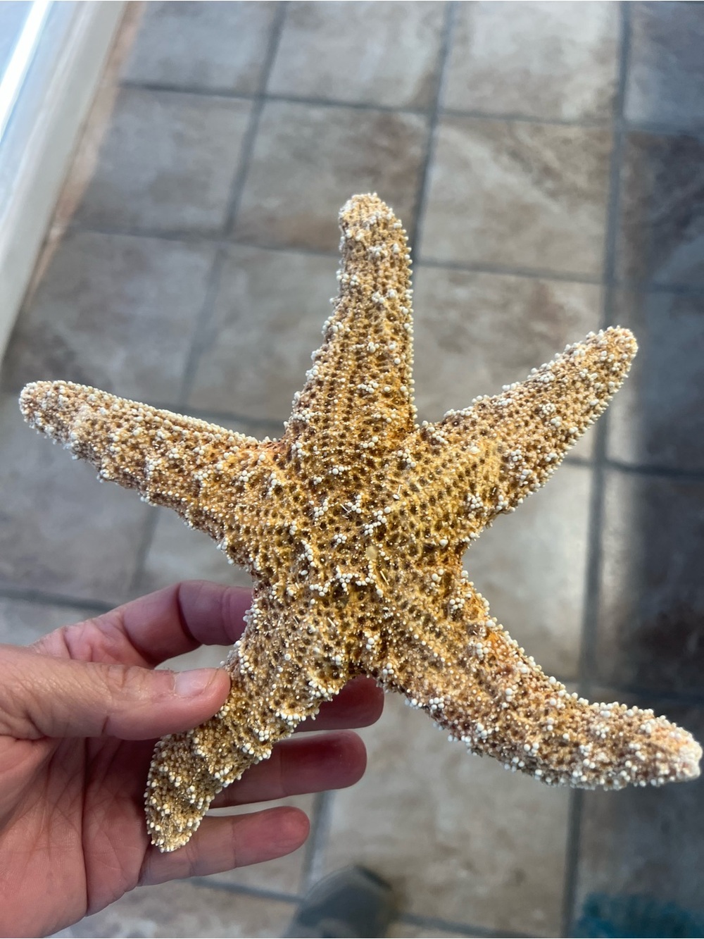 7”-8” Natural Starfish Decor - Golden Tan - Picture 2 of 4